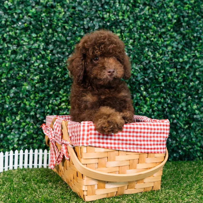 Male Mini Poodle puppy named Pepper for sale at Puppy Dreams - Missouri City.
