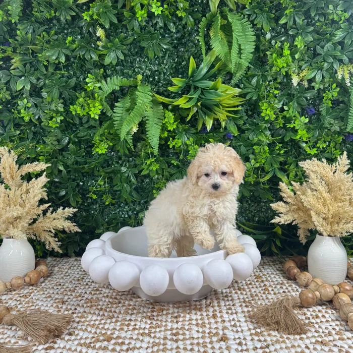 Female Maltipoo puppy named Bonnie for sale at Puppy Dreams - Katy.