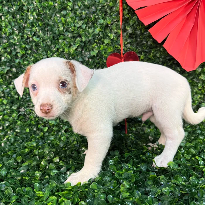 Male Chihuahua puppy named Tank for sale at Puppy Dreams - Missouri City.