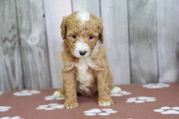 Female Bernedoodle puppy for sale at Puppy Dreams - Missouri City.