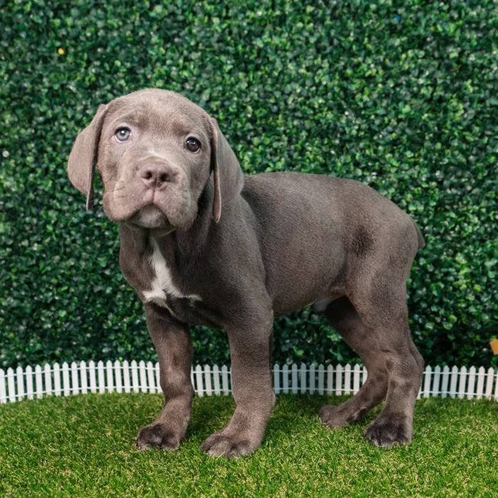 Male Cane Corso puppy named Steel for sale at Puppy Dreams - Missouri City.