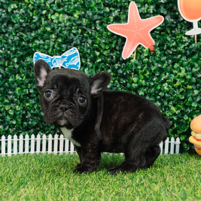 Male French Bulldog puppy named Venom for sale at Puppy Dreams - Missouri City.