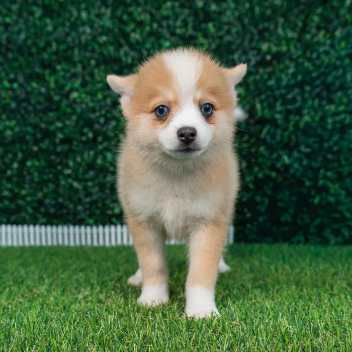 Male Pomsky puppy named Carmelo for sale at Puppy Dreams - Missouri City.