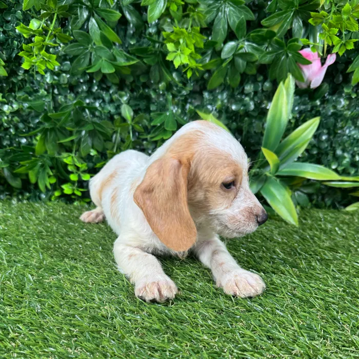Male Dachshund puppy named Bay for sale at Puppy Dreams - Katy.