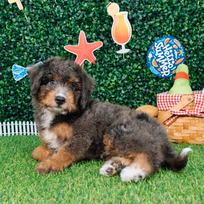 Male Bernedoodle puppy named Logan for sale at Puppy Dreams - Missouri City.
