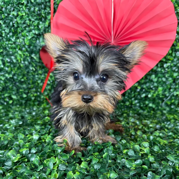 Male Yorkie puppy named Benny for sale at Puppy Dreams - Missouri City.