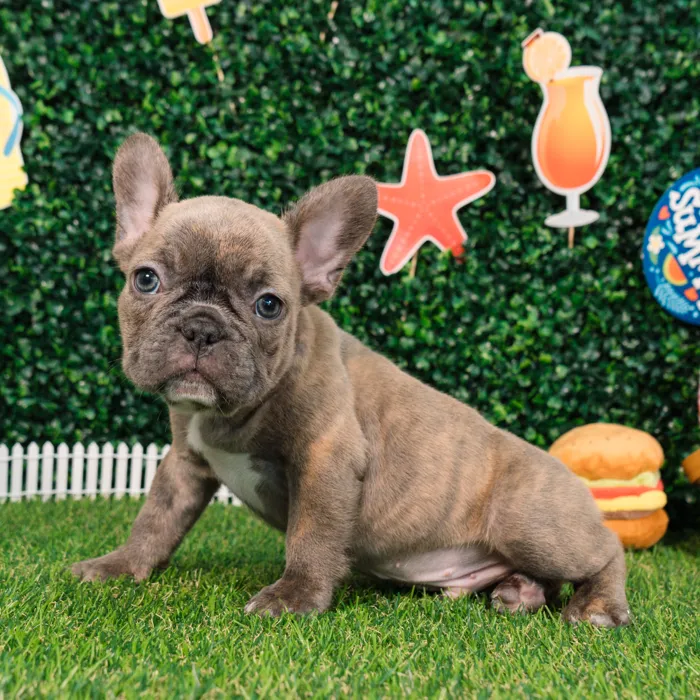 Male French Bulldog puppy named Tigger for sale at Puppy Dreams - Missouri City.