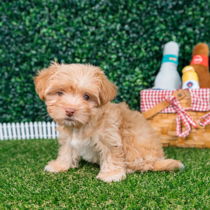 Female Havashire puppy named Ellie for sale at Puppy Dreams - Missouri City.