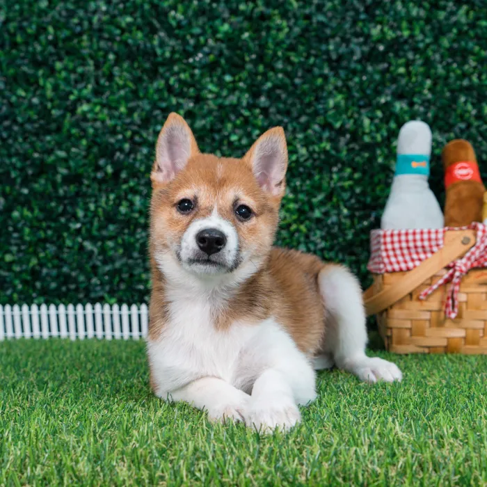 Female Shiba Inu puppy named Nami for sale at Puppy Dreams - Missouri City.