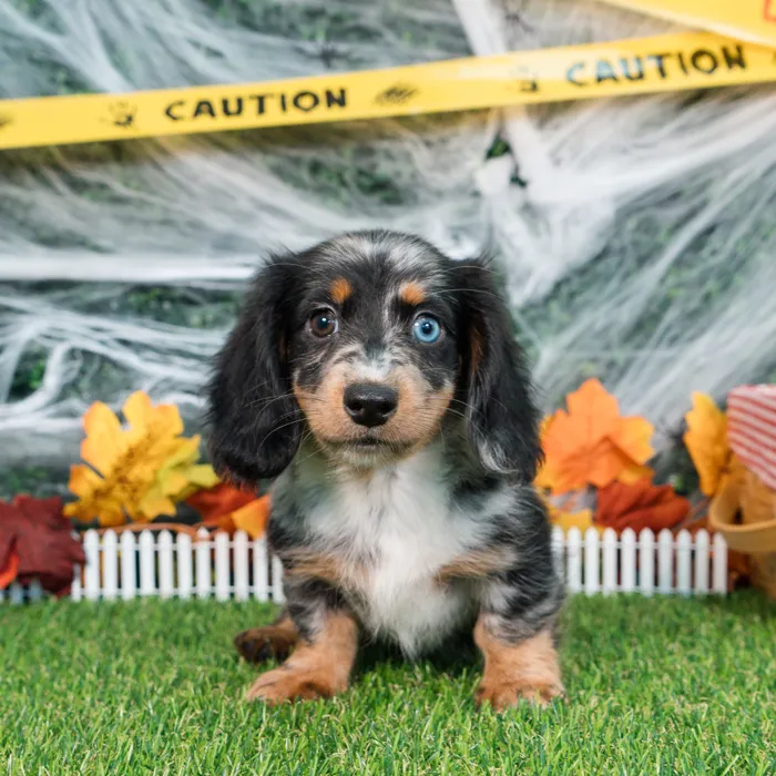 Male Dachshund puppy named Moose for sale at Puppy Dreams - Missouri City.