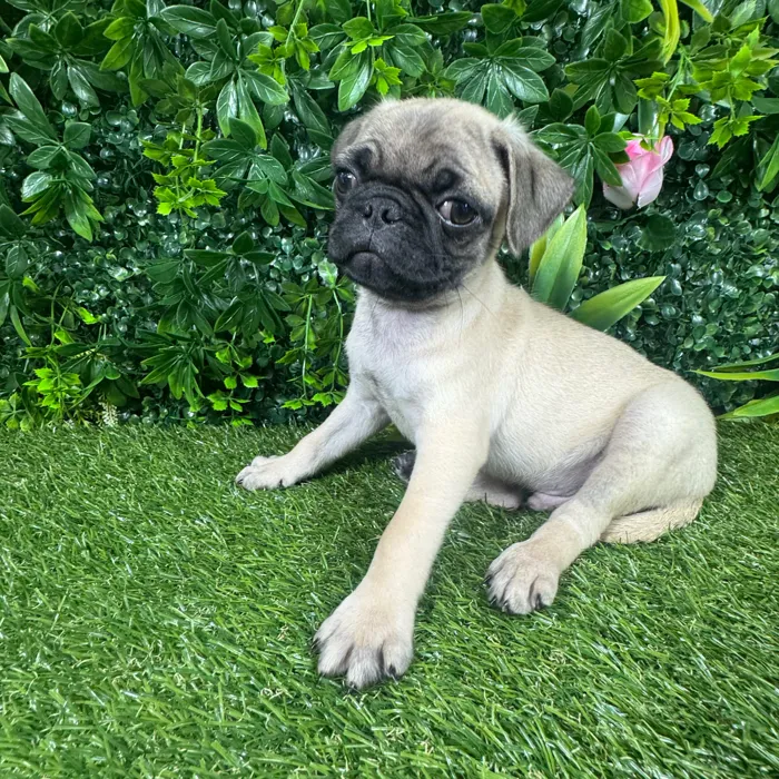 Male Pug puppy named Pierre for sale at Puppy Dreams - Katy.