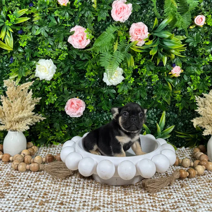 Female French Bulldog puppy named Zuri for sale at Puppy Dreams - Katy.