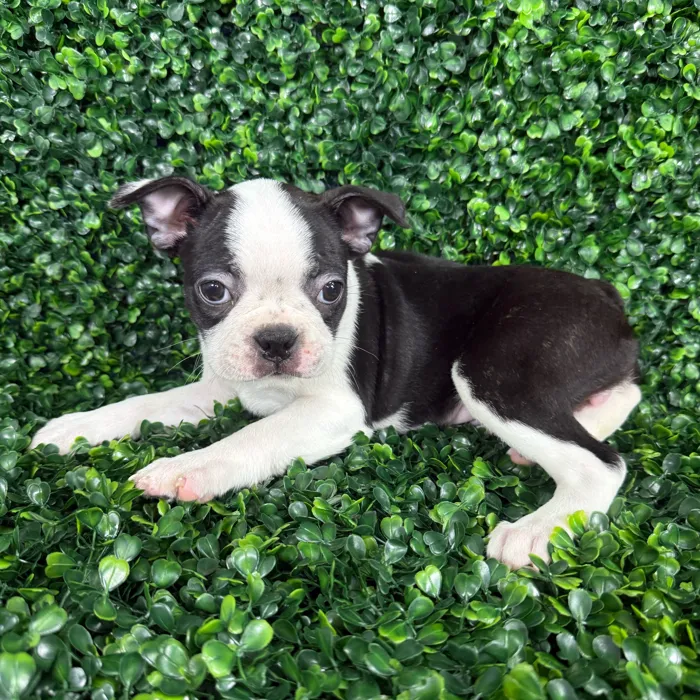 Female Boston Terrier puppy named Bella for sale at Puppy Dreams - Missouri City.