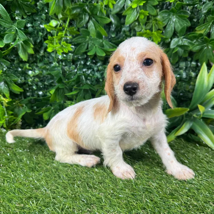 Male Dachshund puppy named Bay for sale at Puppy Dreams - Katy.
