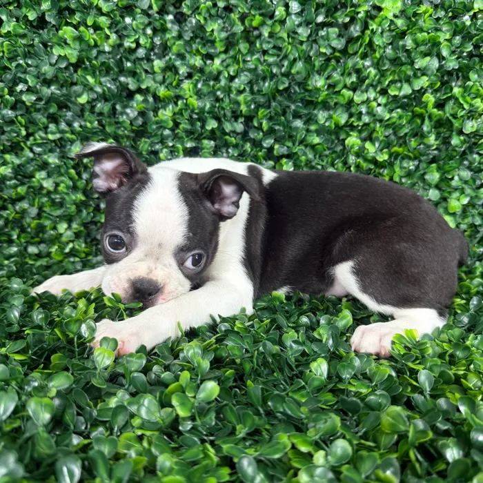 Female Boston Terrier puppy named Bella for sale at Puppy Dreams - Missouri City.