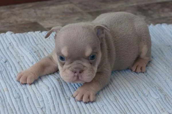 Female English Bulldog puppy for sale at Puppy Dreams - Missouri City.