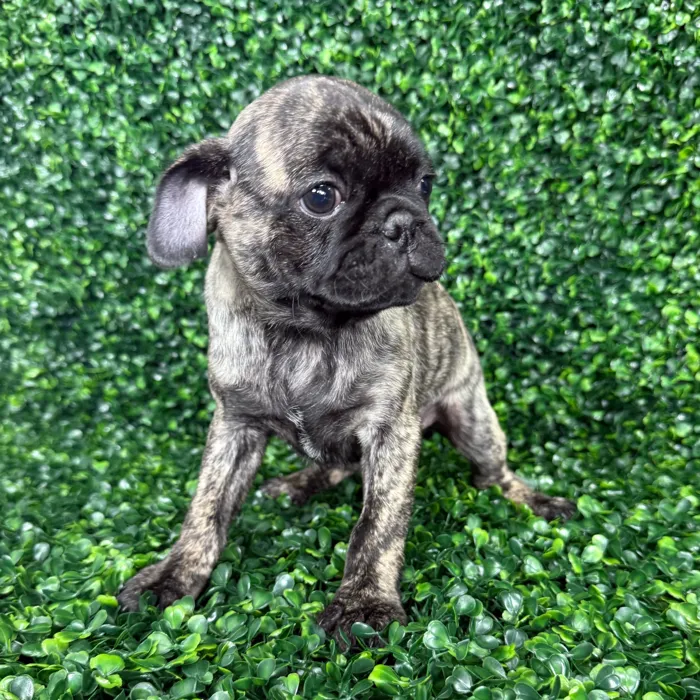 Male Pug puppy named Biscuit for sale at Puppy Dreams - Missouri City.