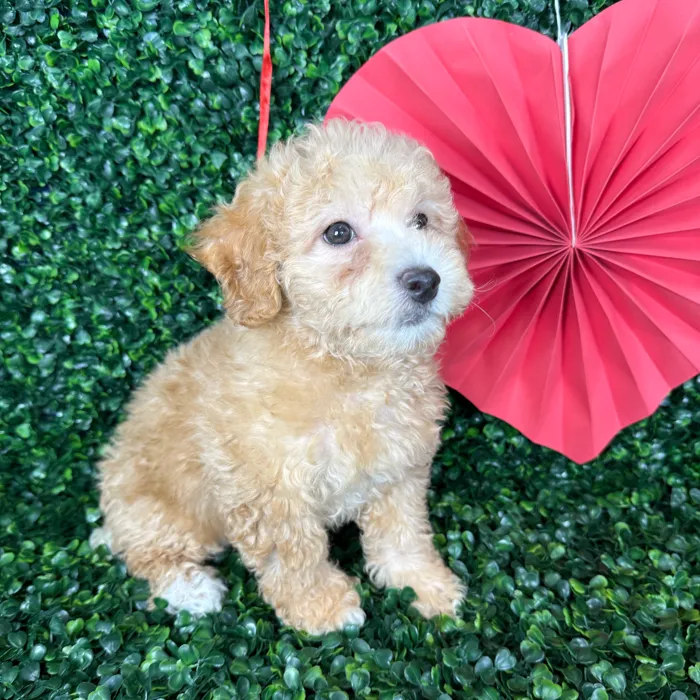 Female Bichon-Poodle puppy named Honey for sale at Puppy Dreams - Missouri City.