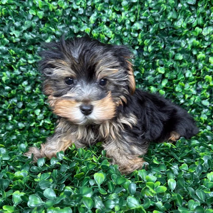Male Yorkie puppy named Cocoa for sale at Puppy Dreams - Missouri City.