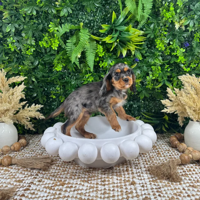 Male Cavalier King Charles Spaniel puppy named Buggy for sale at Puppy Dreams - Katy.