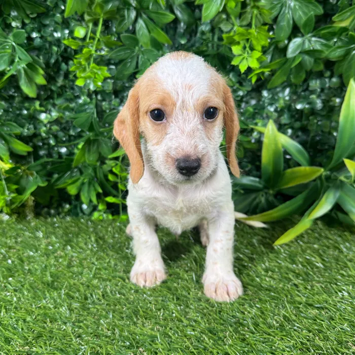 Male Dachshund puppy named Bay for sale at Puppy Dreams - Katy.