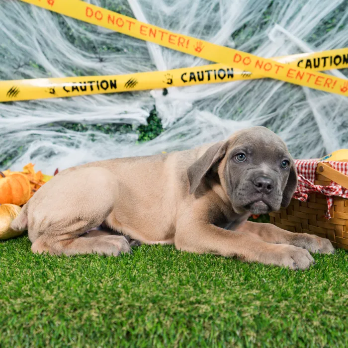 Female Cane Corso puppy named Willow for sale at Puppy Dreams - Missouri City.