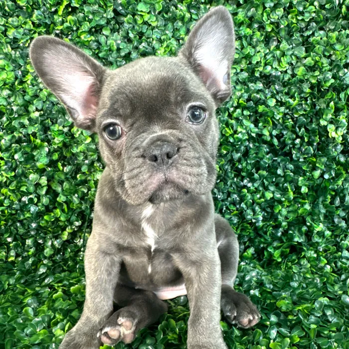 Female French Bulldog puppy named Waffle for sale at Puppy Dreams - Missouri City.