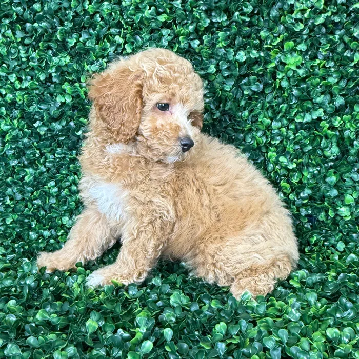 Male Mini Poodle puppy named William for sale at Puppy Dreams - Missouri City.