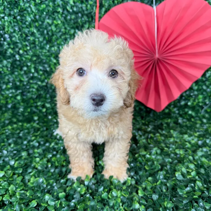 Female Bichon-Poodle puppy named Honey for sale at Puppy Dreams - Missouri City.