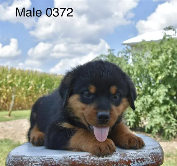 Male Rottweiler puppy for sale at Puppy Dreams - Missouri City.