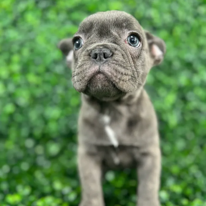 Female French Bulldog puppy named Waffle for sale at Puppy Dreams - Missouri City.