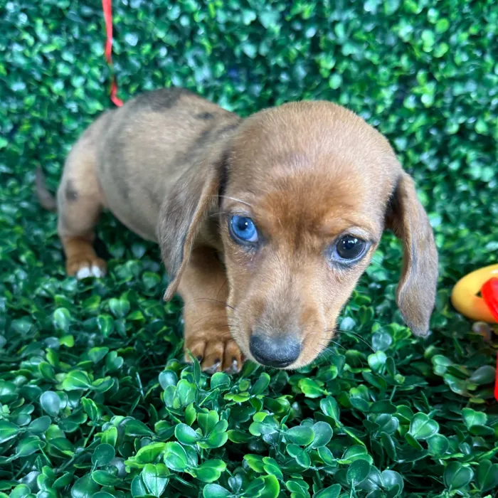Female Dachshund puppy named Smalls for sale at Puppy Dreams - Missouri City.