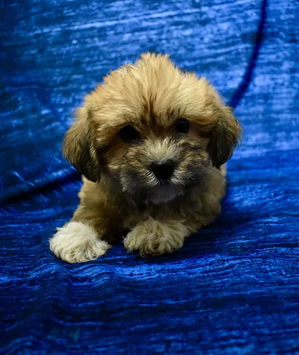 Male Morkie puppy for sale at Puppy Dreams - Missouri City.