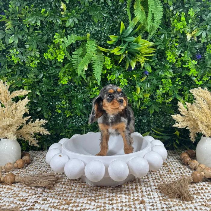 Male Cavalier King Charles Spaniel puppy named Buggy for sale at Puppy Dreams - Katy.