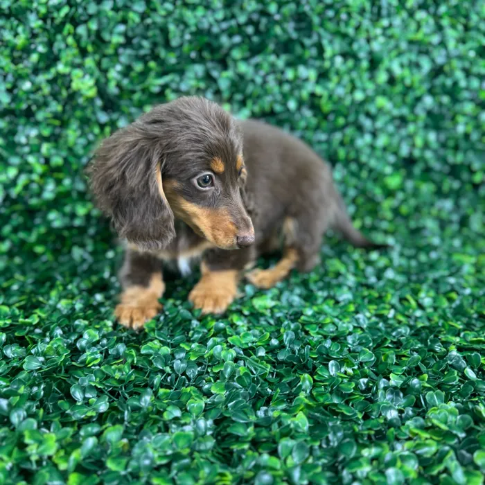 Female Dachshund puppy named Maple for sale at Puppy Dreams - Missouri City.
