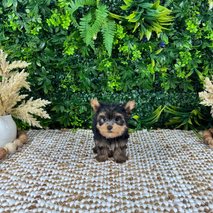 Male Yorkie puppy named Bruce for sale at Puppy Dreams - Katy.