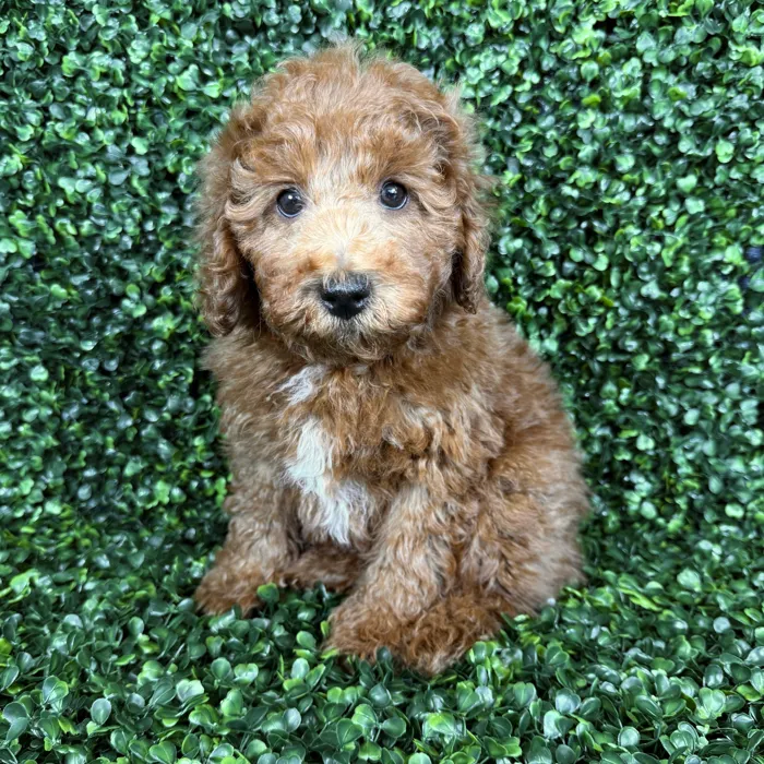 Male Goldendoodle puppy named Oliver for sale at Puppy Dreams - Missouri City.