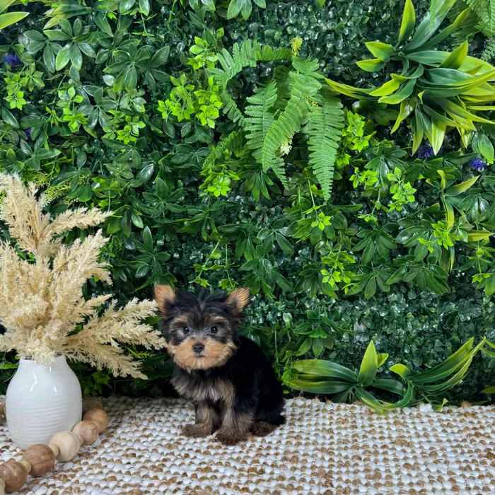 Male Yorkie puppy named Bruce for sale at Puppy Dreams - Katy.