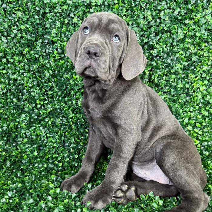Female Cane Corso puppy named Xena for sale at Puppy Dreams - Missouri City.