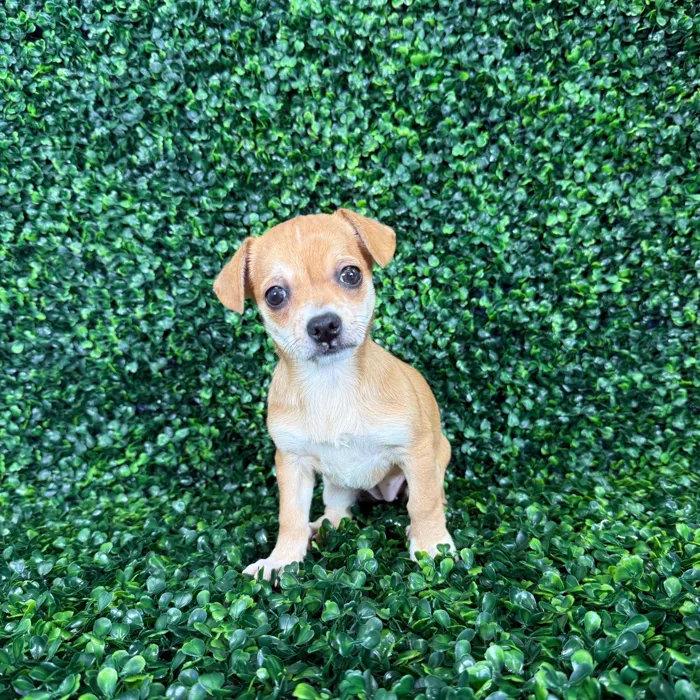 Female Chiweenie puppy named Annie for sale at Puppy Dreams - Missouri City.