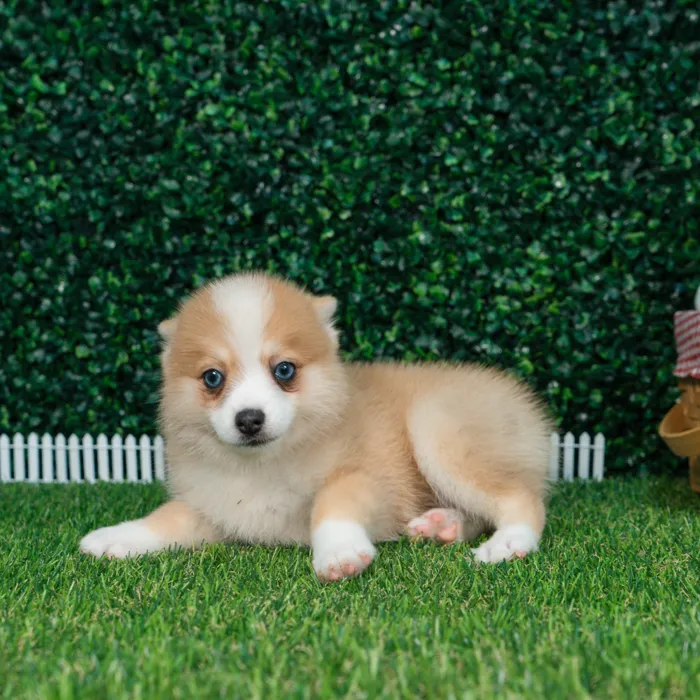 Male Pomsky puppy named Carmelo for sale at Puppy Dreams - Missouri City.