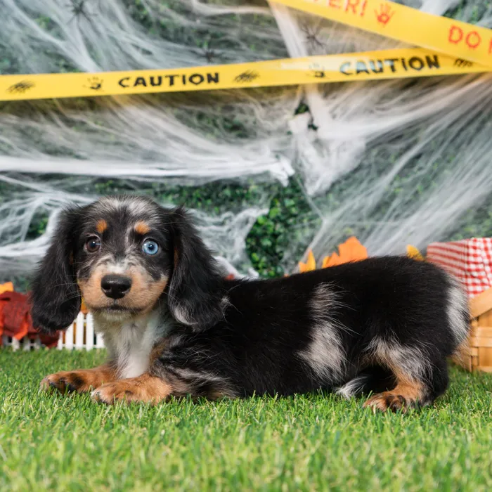 Male Dachshund puppy named Moose for sale at Puppy Dreams - Missouri City.