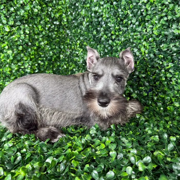 Male Schnauzer puppy named Toby for sale at Puppy Dreams - Missouri City.