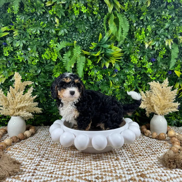Male Bernedoodle puppy named Bear for sale at Puppy Dreams - Katy.