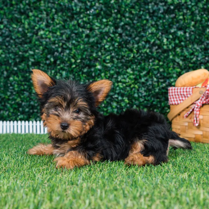 Male Yorkie puppy named Axel for sale at Puppy Dreams - Missouri City.