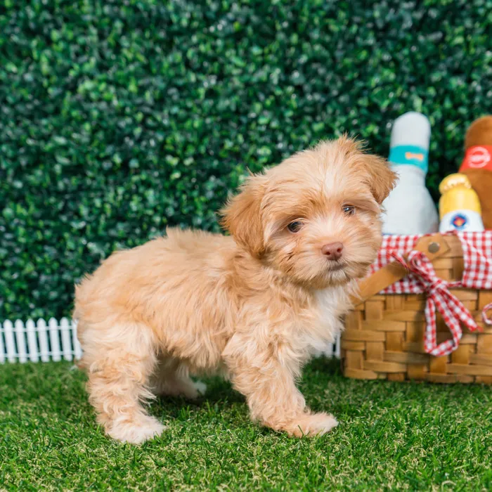 Female Havashire puppy named Ellie for sale at Puppy Dreams - Missouri City.