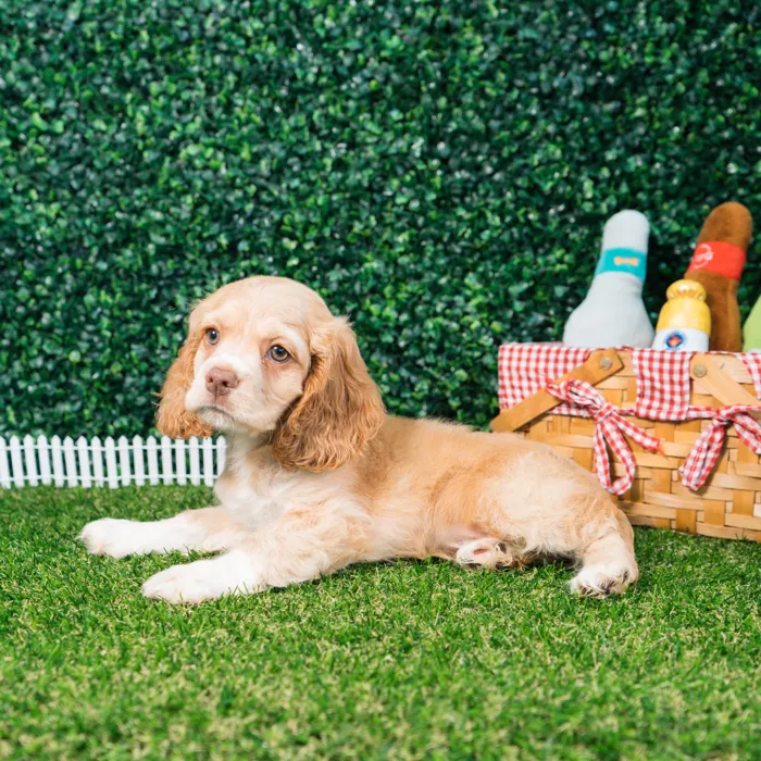 Male Cocker Spaniel puppy named Scout for sale at Puppy Dreams - Missouri City.