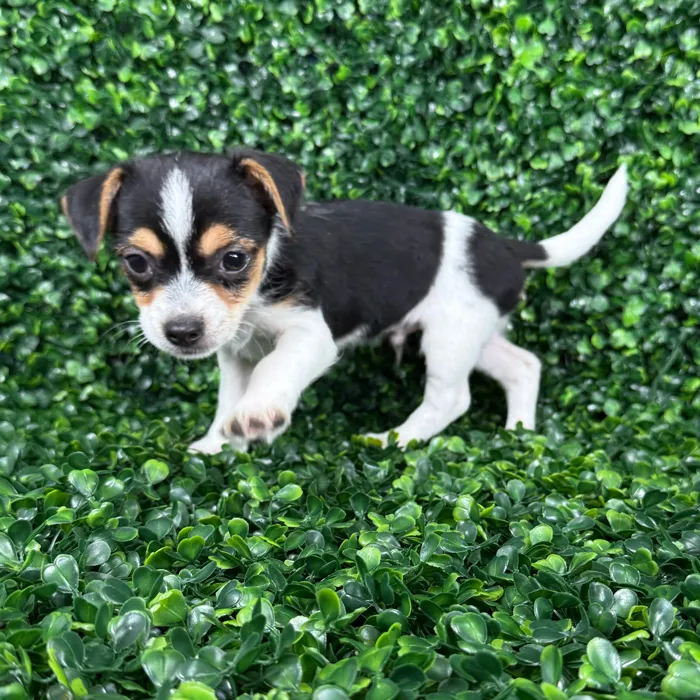 Male Chorkie puppy named Peanut for sale at Puppy Dreams - Missouri City.