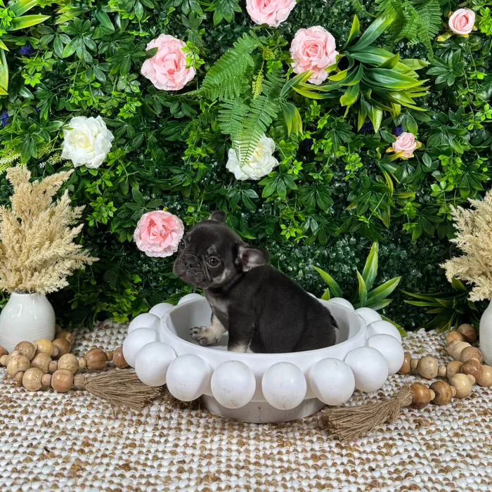 Male French Bulldog puppy named Zion for sale at Puppy Dreams - Katy.