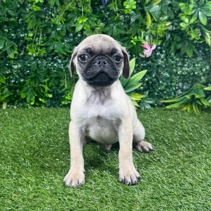 Male Pug puppy named Pierre for sale at Puppy Dreams - Katy.
